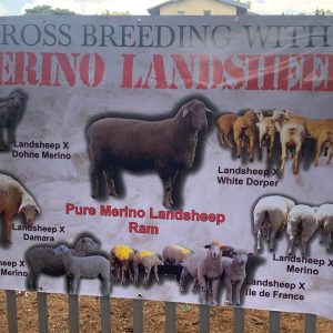 Outdoor Displays_5a94a1f4